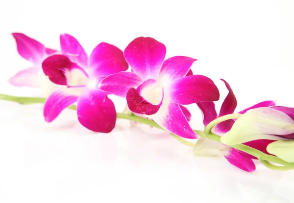 Ramo Orchidea Rosa — Foto Stock