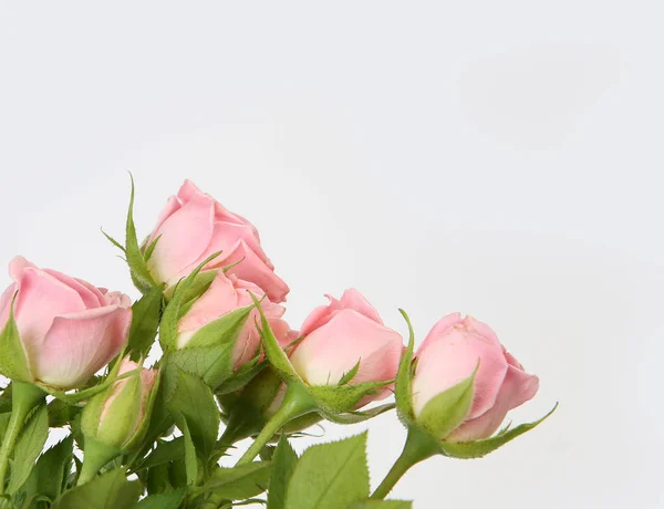 Bouquet of roses on a white background — Stock Photo, Image