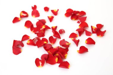 Beyaz arka planda gül yaprakları