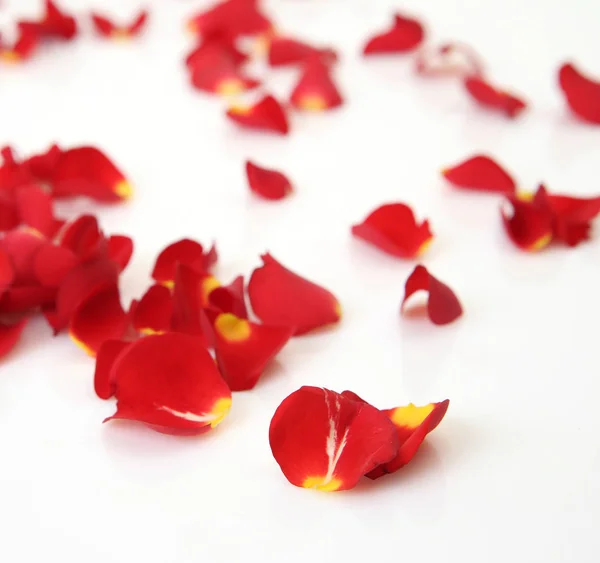 Rose petals on a white background — Stock Photo, Image