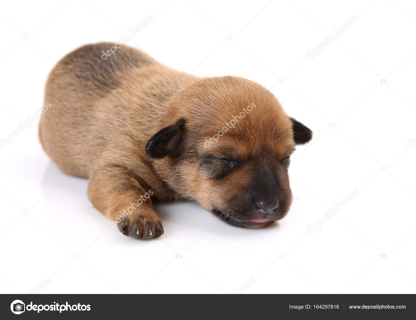 Imágenes de Newborn puppy blind libres de derechos | DepositPhotos, image size:1600x1231