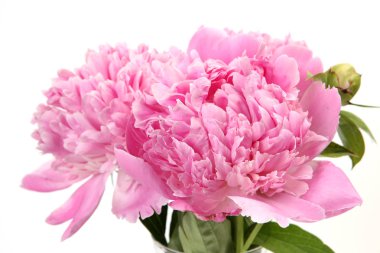 Bir buket pembe şakayık.