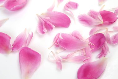 Beyaz arkaplanda gül yaprakları