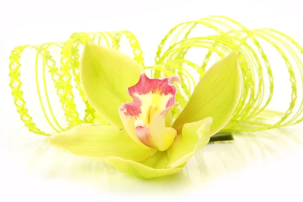 Orquídea Amarela Sobre Fundo Branco — Fotografia de Stock