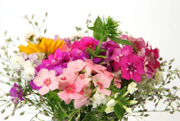 Flowers on white background — Stock Photo, Image