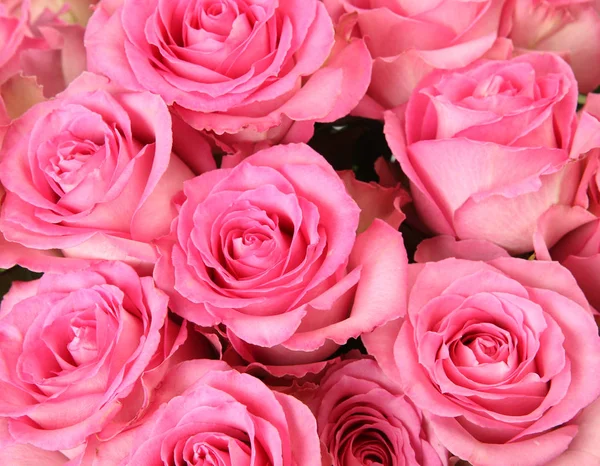 Ramo de rosas rosadas — Foto de Stock