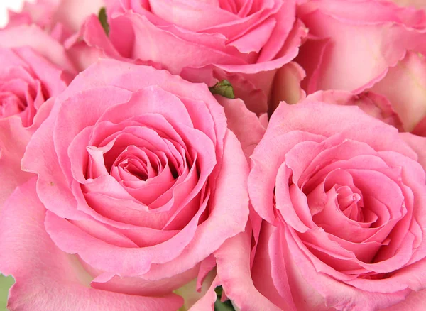 Detail View Pink Rose — Stock Photo, Image