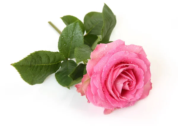 Rosa Rose auf weißem Hintergrund — Stockfoto