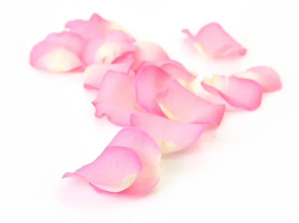 Pétalas de uma rosa rosa — Fotografia de Stock