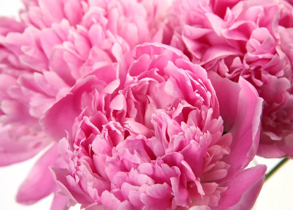 Bir buket pembe şakayık.