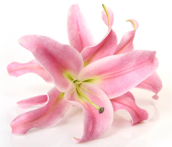 Pink lily on a white background — Stock Photo, Image