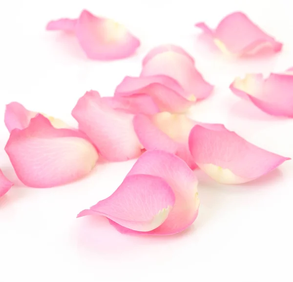 ピンクのバラの花びら ロイヤリティフリーのストック写真
