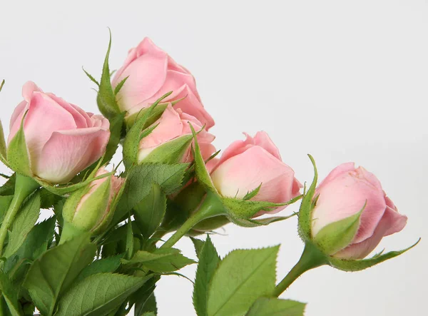 Rosas rosas sobre un fondo blanco —  Fotos de Stock