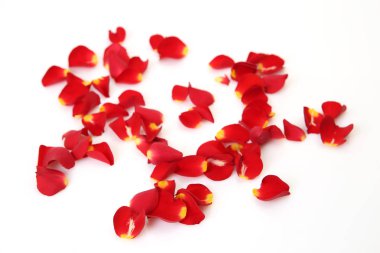 Beyaz arka planda gül yaprakları