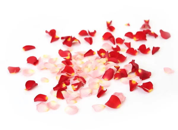 Rose petals on a white background — Stock Photo, Image