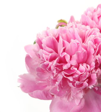 beyaz üzerine pembe Şakayık