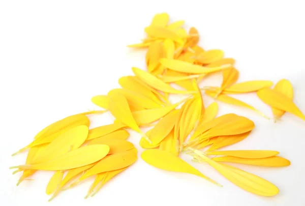 Gelbe Blütenblätter Auf Weißem Hintergrund — Stockfoto