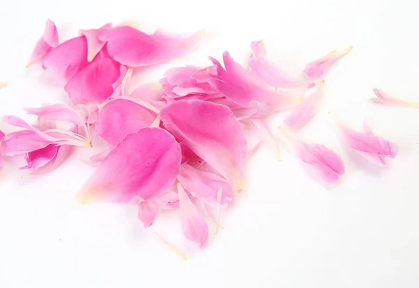 Pink Petals White Background — Stock Photo, Image