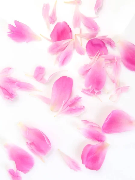 Rosa Blütenblätter Auf Weißem Hintergrund — Stockfoto