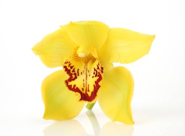 Beyaz arkaplanda sarı orkide