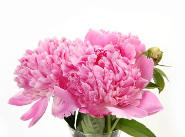 beyaz zemin üzerinde pembe Şakayık