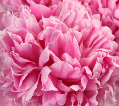 ayrıntı görünümü çok gül yaprağı