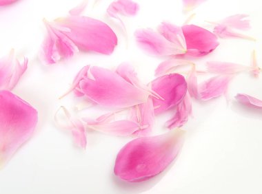 Beyaz arkaplanda gül yaprakları