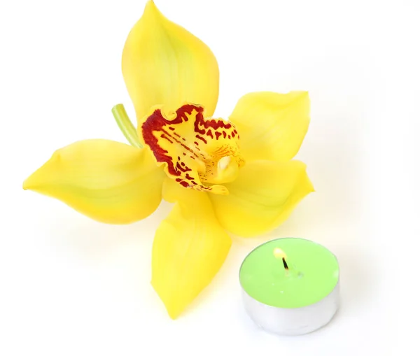 Yellow orchid and green candle — Stock Photo, Image