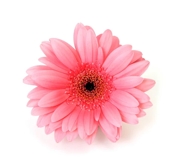 Рожева Квітка Білому Фоні — стокове фото