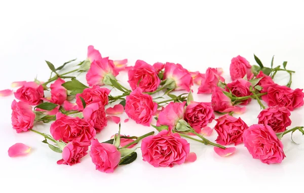 Beautiful Pink Roses White Background — Stock Photo, Image