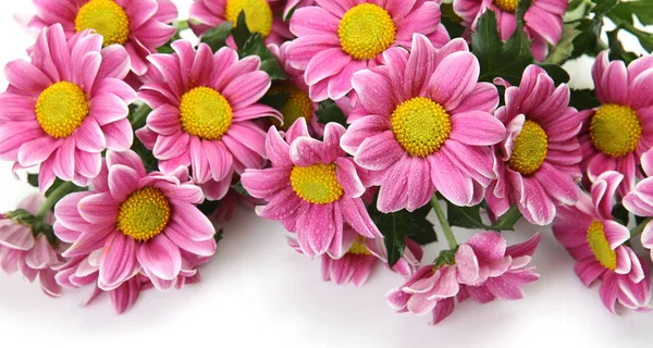 Flores rosadas sobre un fondo blanco — Foto de Stock