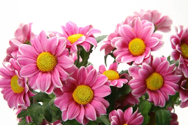 Pink flowers on a white background — Stock Photo, Image