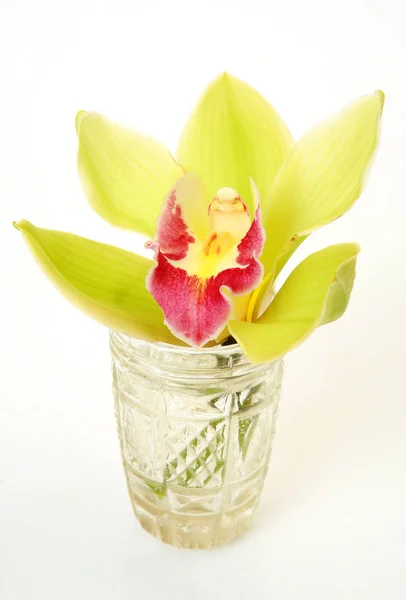 Květ Orchideje Sklenici — Stock fotografie