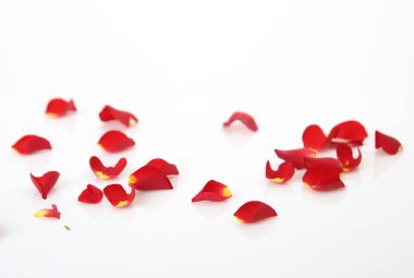 Beyaz arkaplanda gül yaprakları