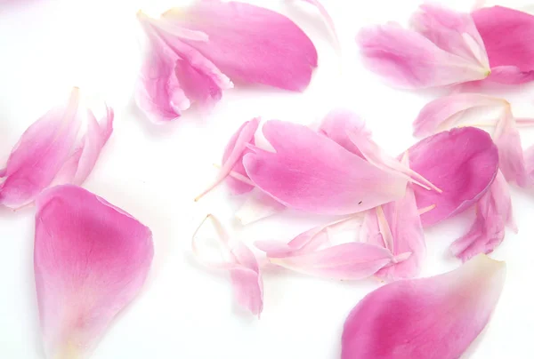 Pétalas de uma peônia rosa em um fundo branco — Fotografia de Stock