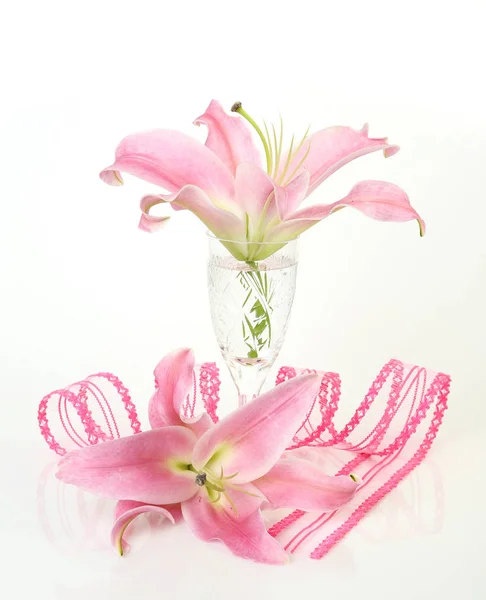 Pink lily on a white background — Stock Photo, Image