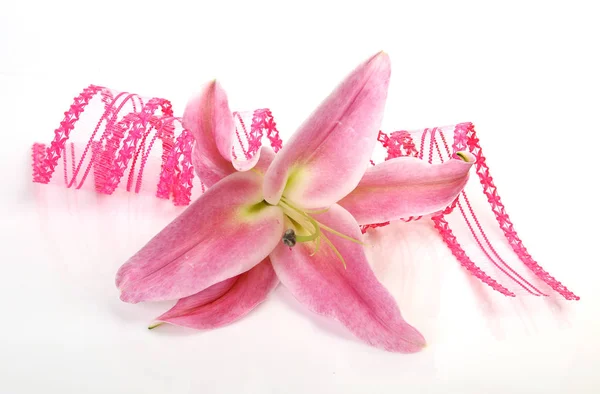 Lírio rosa sobre fundo branco e fita — Fotografia de Stock