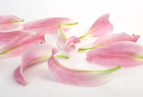 Pétalos de un lirio rosa sobre un fondo blanco —  Fotos de Stock