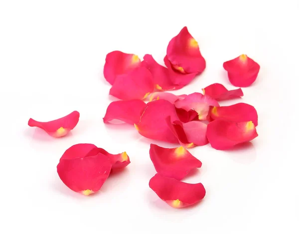 Rose Petals White Background — Stock Photo, Image