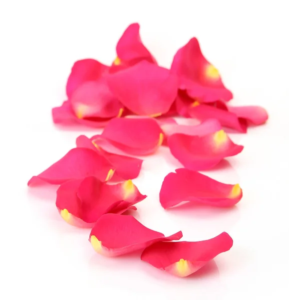 Pétalos de rosa sobre fondo blanco — Foto de Stock