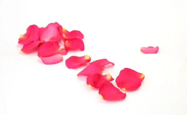 Пелюстки рожевих троянд — стокове фото