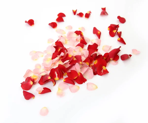 Лепестки роз на белом фоне — стоковое фото