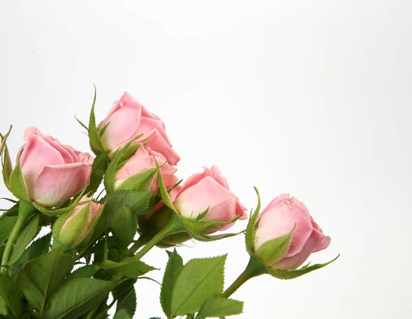 분홍빛 꽃다발 스톡 사진