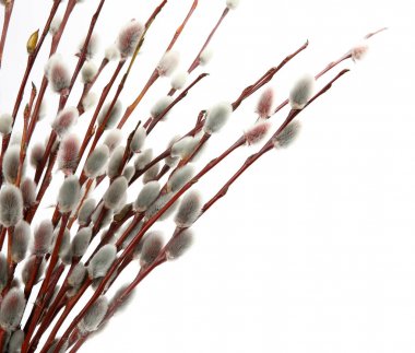 beyaz zemin üzerinde bir söğüt dalı