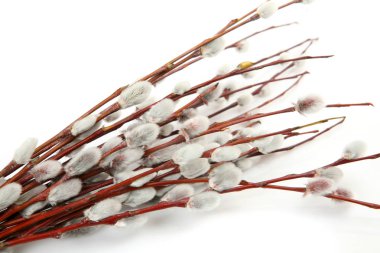 beyaz zemin üzerinde bir söğüt dalı