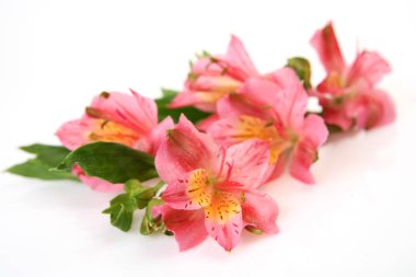 Beyaz arkaplanda pembe çiçekler