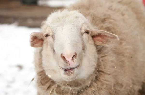 Sheep Thick Wool — Stock Photo, Image