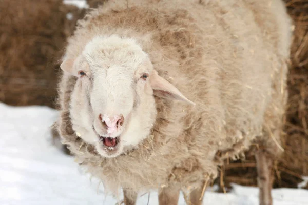 Sheep Thick Wool — Stock Photo, Image