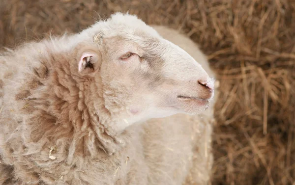 Sheep Thick Wool — Stock Photo, Image