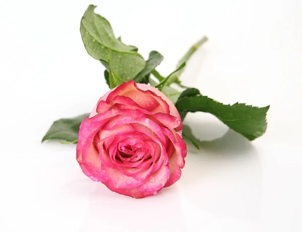Rose Rose Sur Fond Blanc — Photo